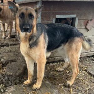 MARGARETE - ausgereist zum Kinder- und Tierschutzhof Landesbergen