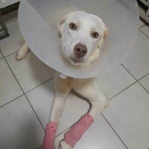 SACHI - wegen extremer Durchtrittigkeit in Behandlung - reserviert Tierhilfe Lebenswert DR - vermittelt