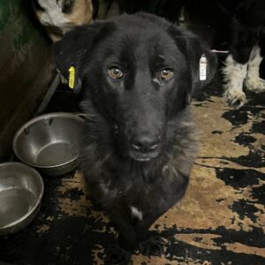 FRÄULEIN LOTTI - auf PDR PS im PLZ Bezirk 6 - vermittelt