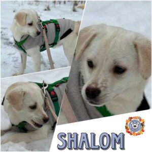 SHALOM in 18311 Ribnitz Damgarten - vermittelt