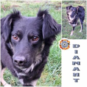 DIAMANT in 41564 Kaarst - vermittelt