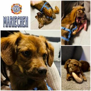 MARIECHEN in 15806 Zossen - vermittelt