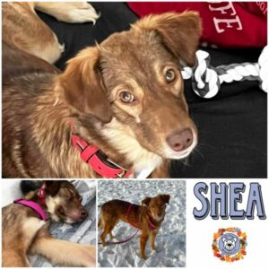 SHEA in 15306 Seelow - vermittelt