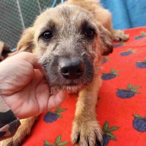 MIRABELL - auf PDR PS im PLZ Bezirk 45 - vermittelt