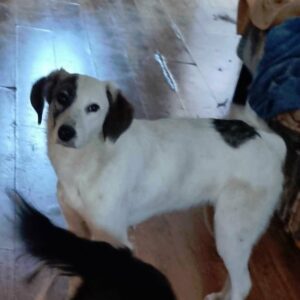 FINIJ - in Rumänien vermittelt 06/24