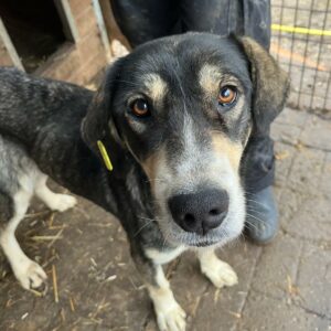 YASASHI - Notfall im Shelter - jetzt auf PDR PS im PLZ Bezirk 78 - vermittelt