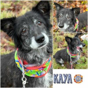 KAYA in 18311 Ribnitz Damgarten - vermittelt