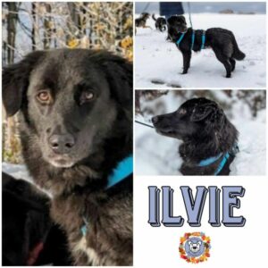 ILVIE in 82223 Eichenau - vermittelt