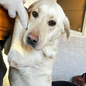 LILLYFEE - ausgereist zum Kinder- und Tierschutzhof Landesbergen