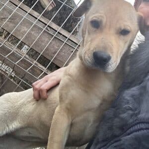 RIANA - in Rumänien vermittelt 01/24