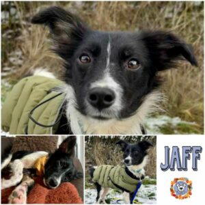 JAFF in 97922 Lauda-Königshofen - vermittelt