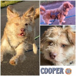 COOPER (Donut) in 31084 Freden - vermittelt