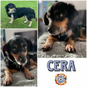 CERA in 24960 Munkbrarup/b. Flensburg - vermittelt