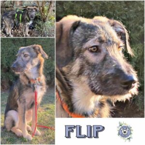 FLIP (♂) in 95466 Weidenberg - vermittelt