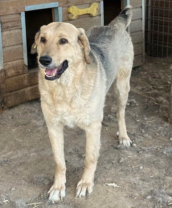 PUNGAO (♂) - auf PS im PLZ Bereich 72 (JW) – Bild 15