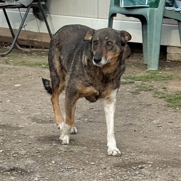 MISS SOPHIE (♀) - seit 2023 im Shelter – Bild 2