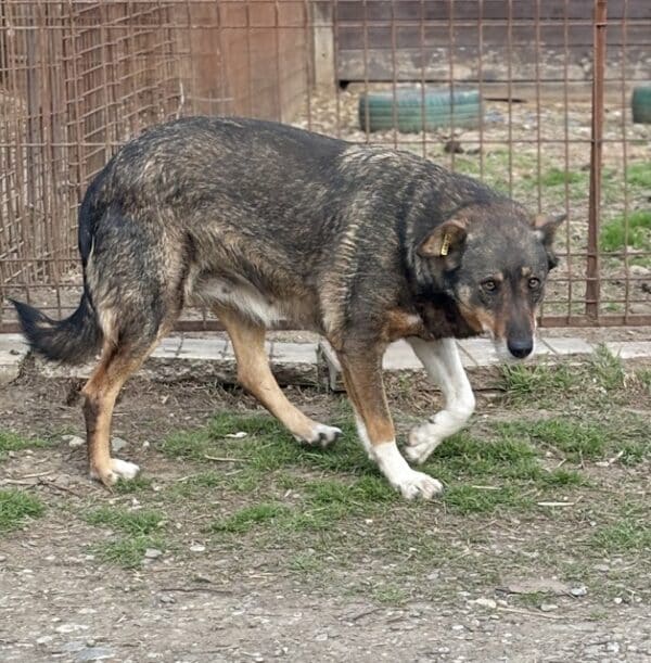 MISS SOPHIE (♀) - seit 2023 im Shelter – Bild 4
