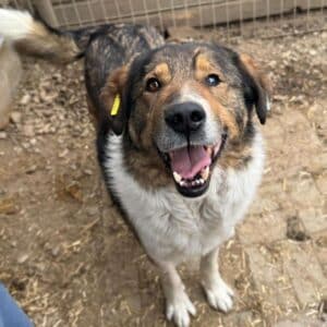 SHIDO (♂) - Notfall: Zaunkletterer, bringt sich selbst in Gefahr; linkes Auge trüb/blind