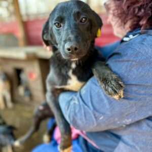 KING (♂) - auf PDR PS im PLZ Bezirk 46 - vermittelt