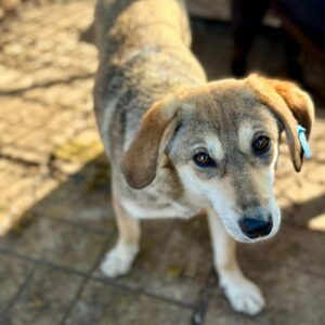 ATISHA (♀) - RBB 07/24