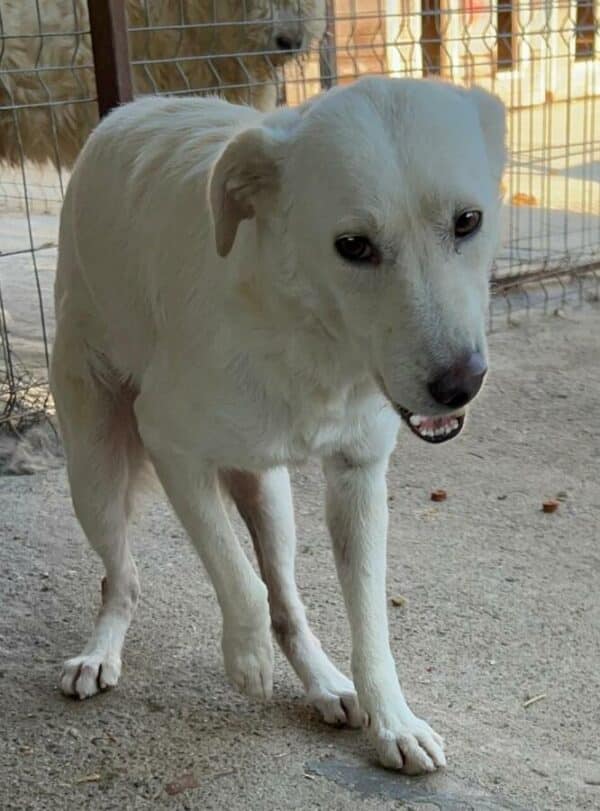 MALIKO - neurologischer Notfall - Gnadenplatz gesucht – Bild 2