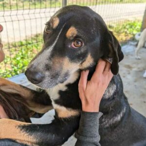 RANGI (♂) - vermittelt MH