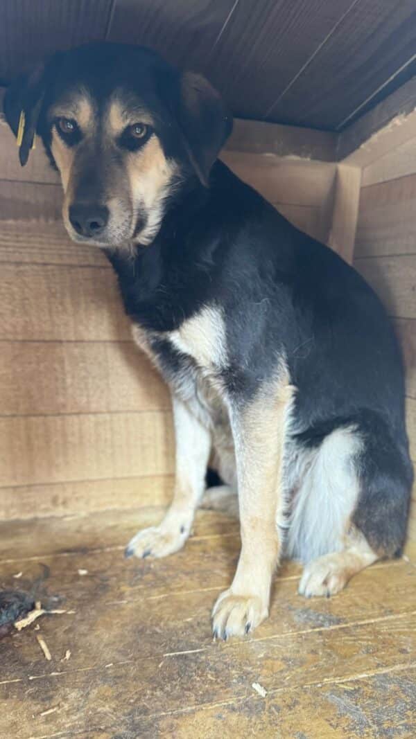 JENAI (♀) – Bild 4