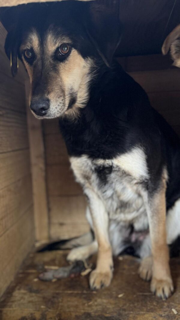 JENAI (♀) – Bild 2