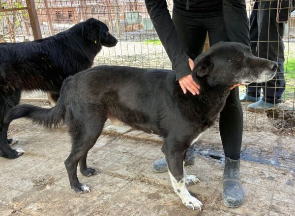REMUS (♂) – Bild 9