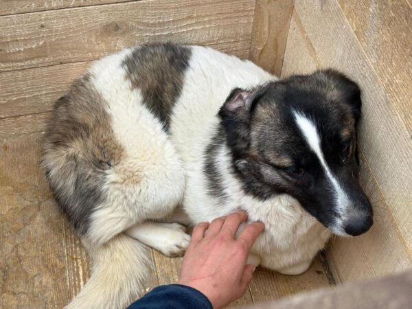 GEMMA (♀) – Bild 4