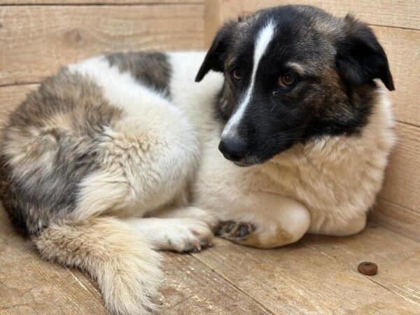GEMMA (♀) – Bild 2