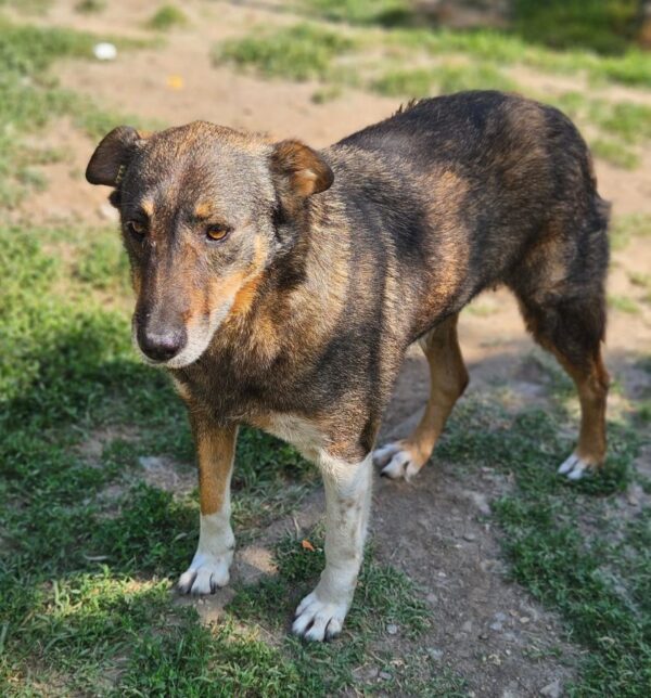 MISS SOPHIE (♀) - seit 2023 im Shelter – Bild 4