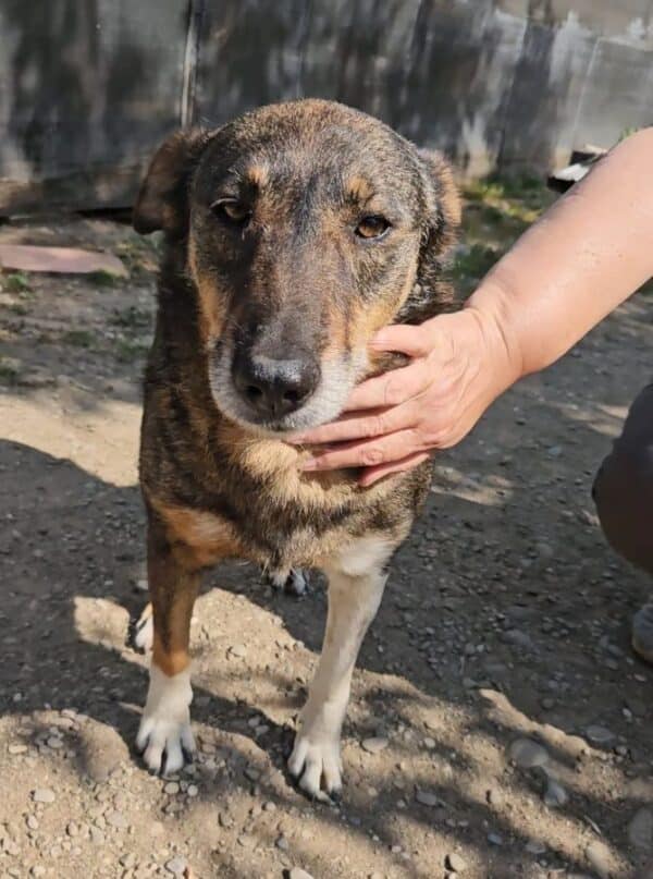 MISS SOPHIE (♀) - seit 2023 im Shelter – Bild 2