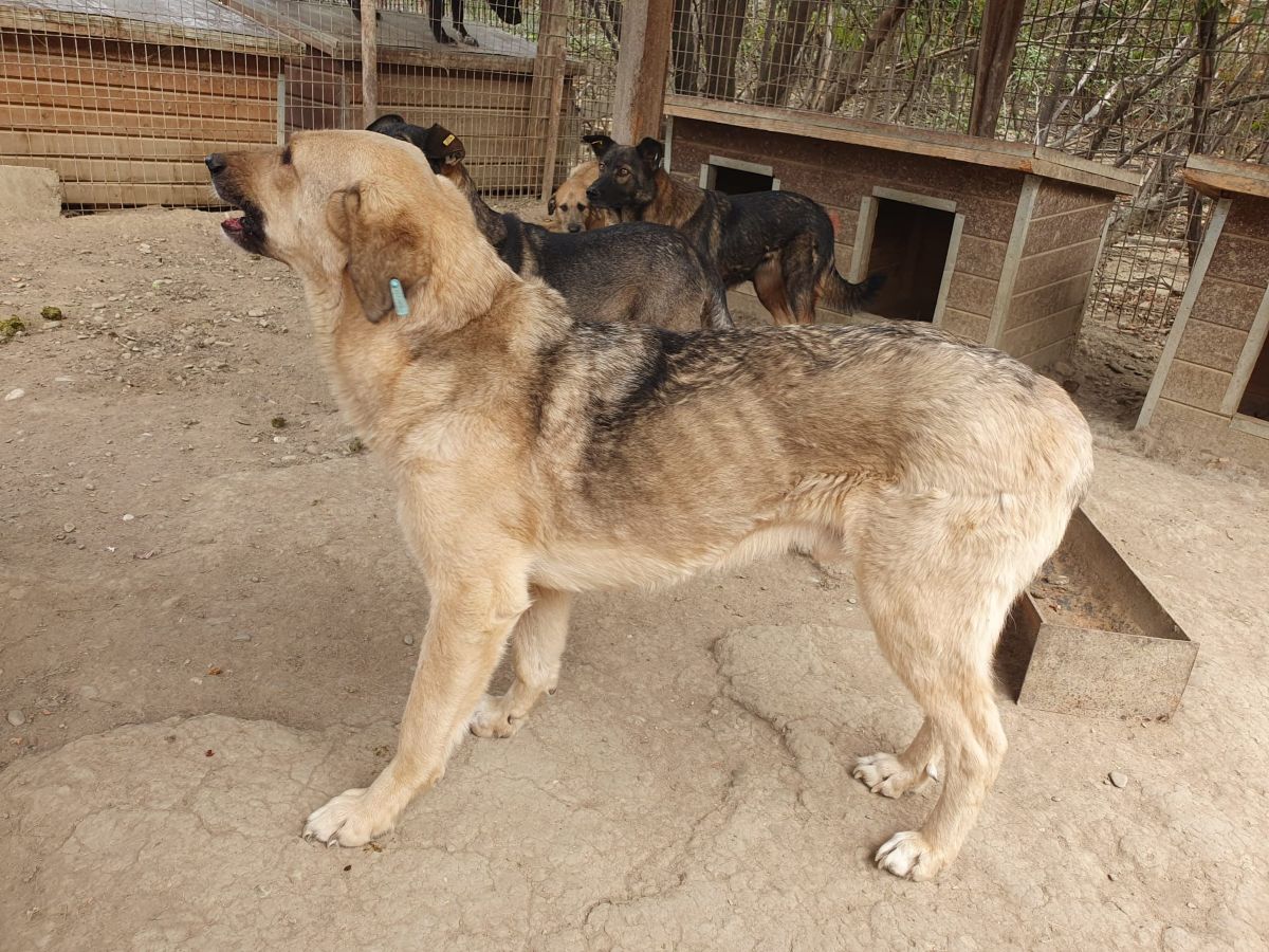 PUNGAO (♂) - auf PS im PLZ Bereich 72 (JW) – Bild 2