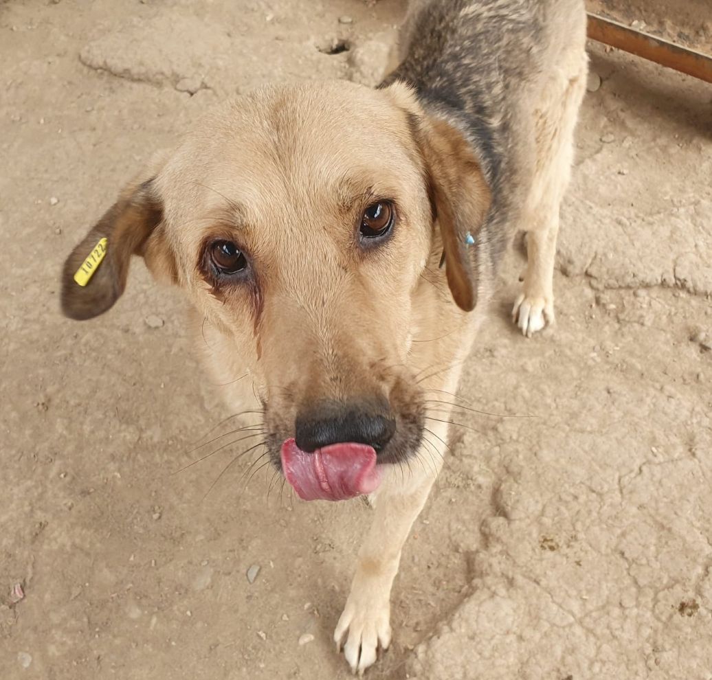 PUNGAO (♂) - auf PS im PLZ Bereich 72 (JW)