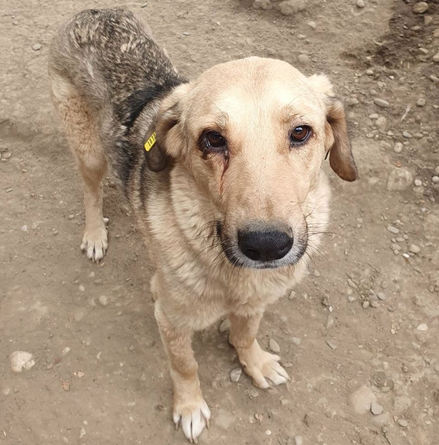 PUNGAO (♂) - auf PS im PLZ Bereich 72 (JW) – Bild 6