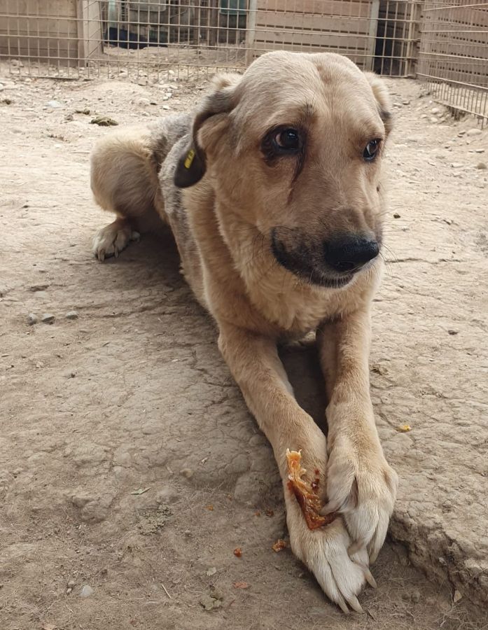 PUNGAO (♂) - auf PS im PLZ Bereich 72 (JW) – Bild 5