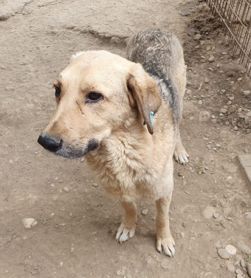 PUNGAO (♂) - auf PS im PLZ Bereich 72 (JW) – Bild 7