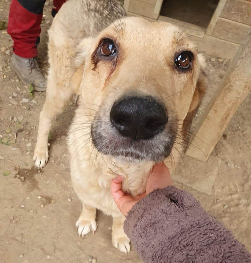 PUNGAO (♂) - auf PS im PLZ Bereich 72 (JW) – Bild 3