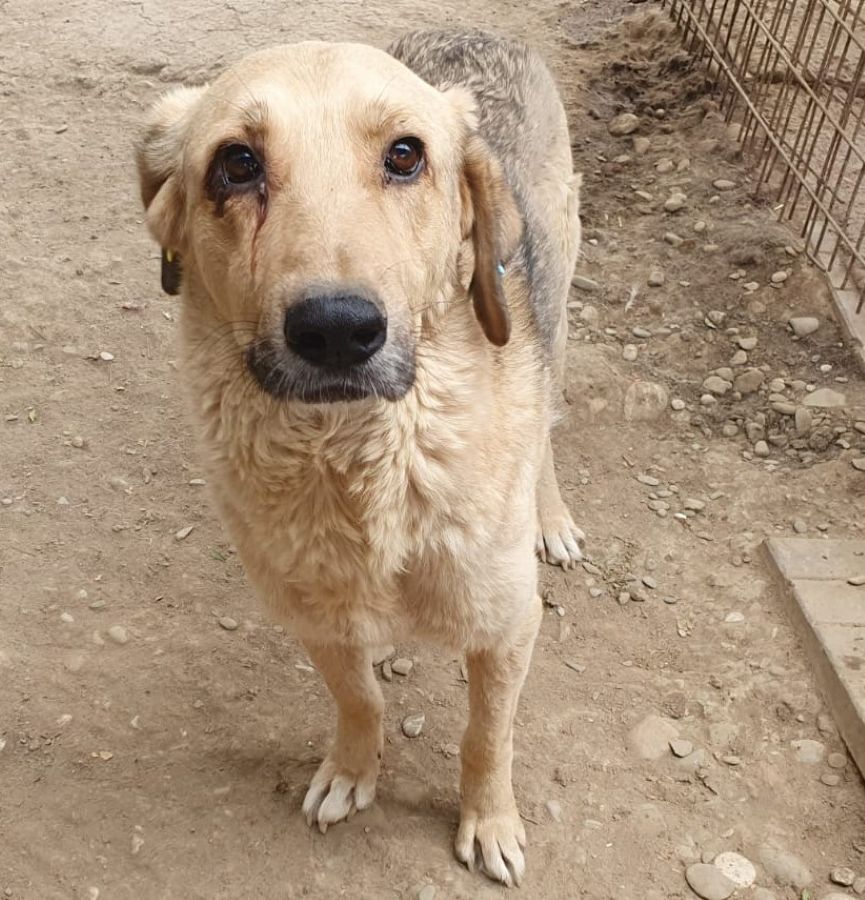 PUNGAO (♂) - auf PS im PLZ Bereich 72 (JW) – Bild 4