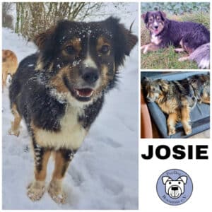 Josie in 99636 Ostramondra - vermittelt