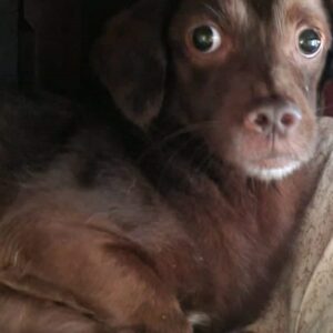 MANELI - auf PDR PS im PLZ Bezirk 18 - vermittelt