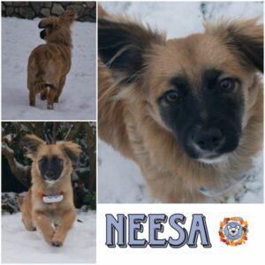 NEESA in 21493 Möhnsen - vermittelt