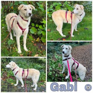 Gabi (♀) in 45481 Mülheim - vermittelt