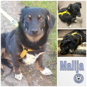 Malija in 55583 Bad Kreuznach - vermittelt