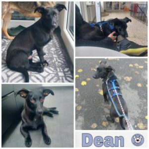 Dean in 54290 Trier - vermittelt