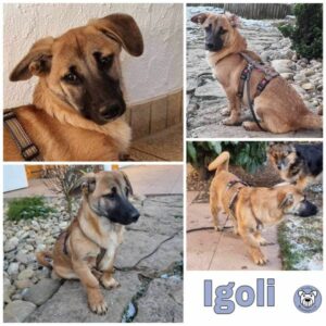 Igoli in 74357 Bönnigheim - vermittelt