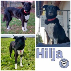 Hilja in 78713 Schramberg - vermittelt