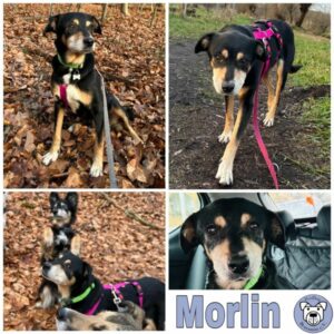 Morlin in 12587 Berlin - vermittelt