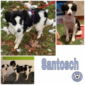 Santosch in 73240 Wendlingen - vermittelt